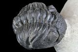 Bargain, Enrolled, Pedinopariops Trilobite - Mrakib, Morocco #137692-4